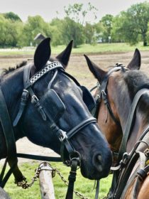 Two horses with bridles and blinders