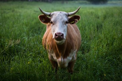 Cow in field