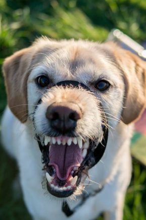 Angry dog, teeth showing
